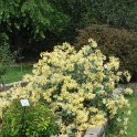 Lonicera etrusca 'Michael Rosse'